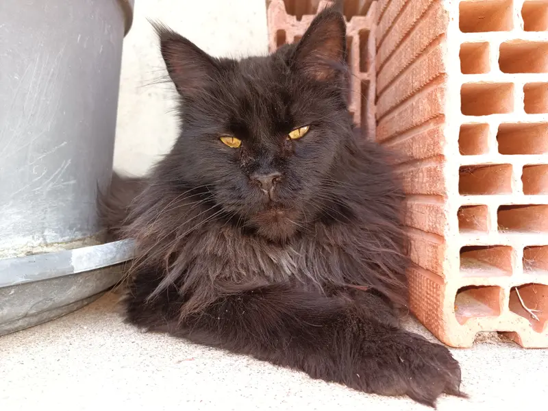 Chat maine coon · Summer
