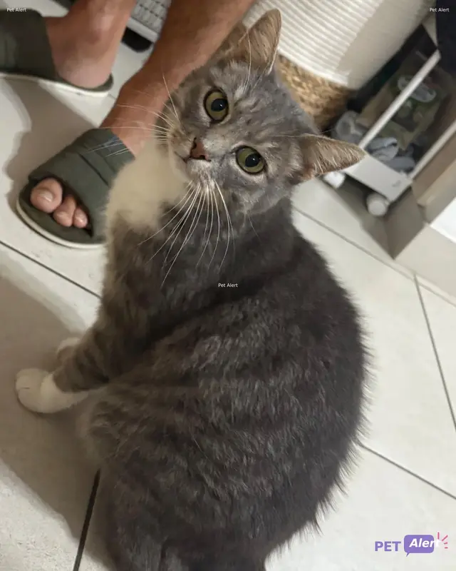 Chat gris, blanc