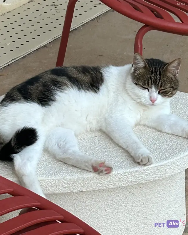 Chat tigré, blanc