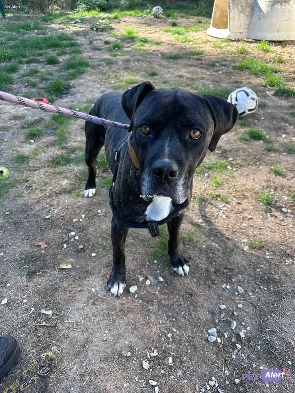 Chien brindle, blanc