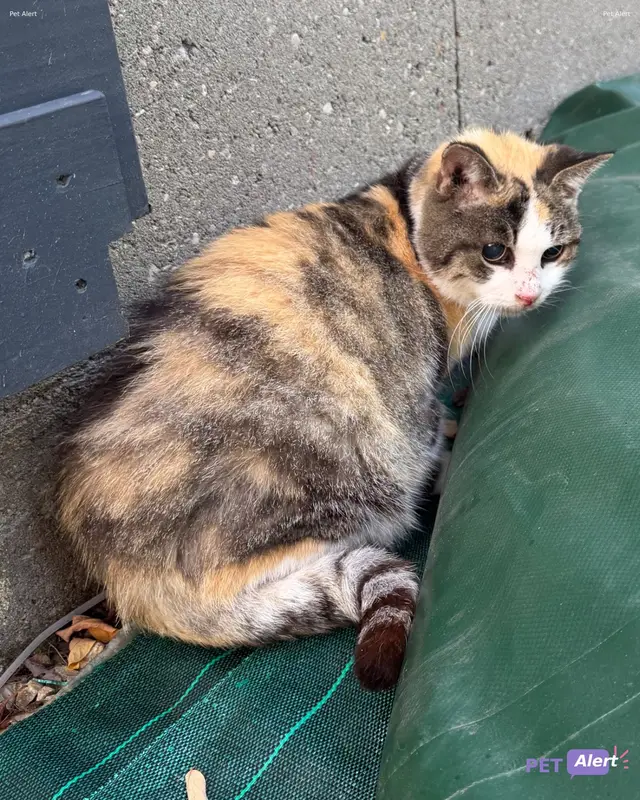 Chat européen