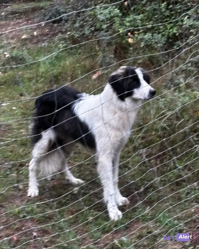 Chien border collie