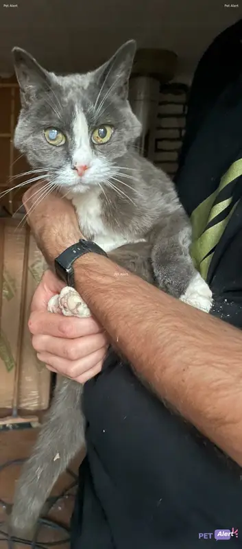 Chat gris, blanc