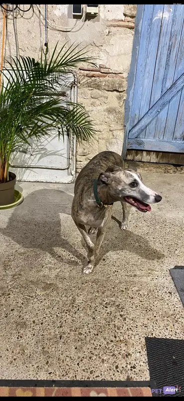 Chien greyhound