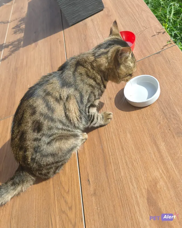 Chat tigré