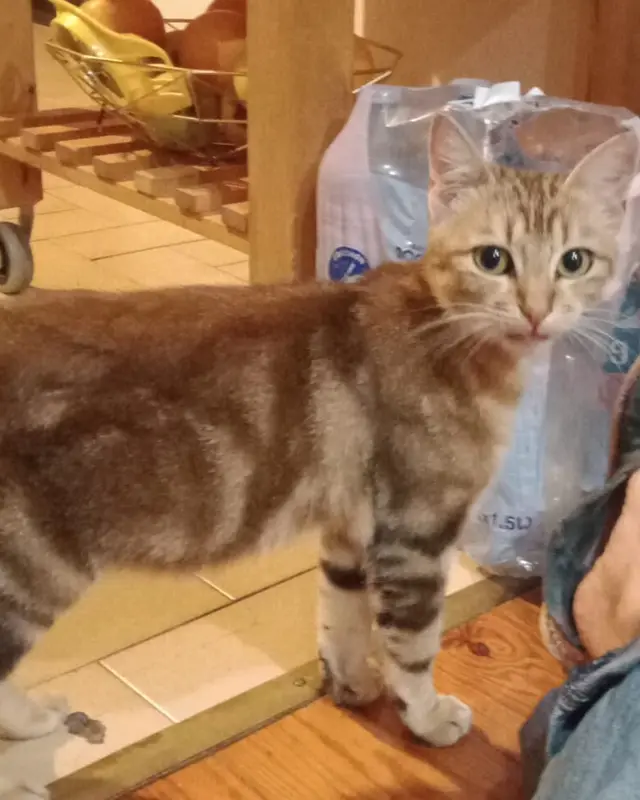 Chat européen