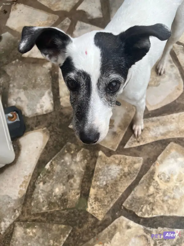 Chien jack russell