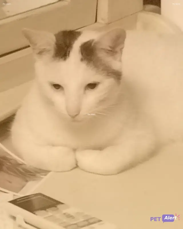 Chat blanc, noir