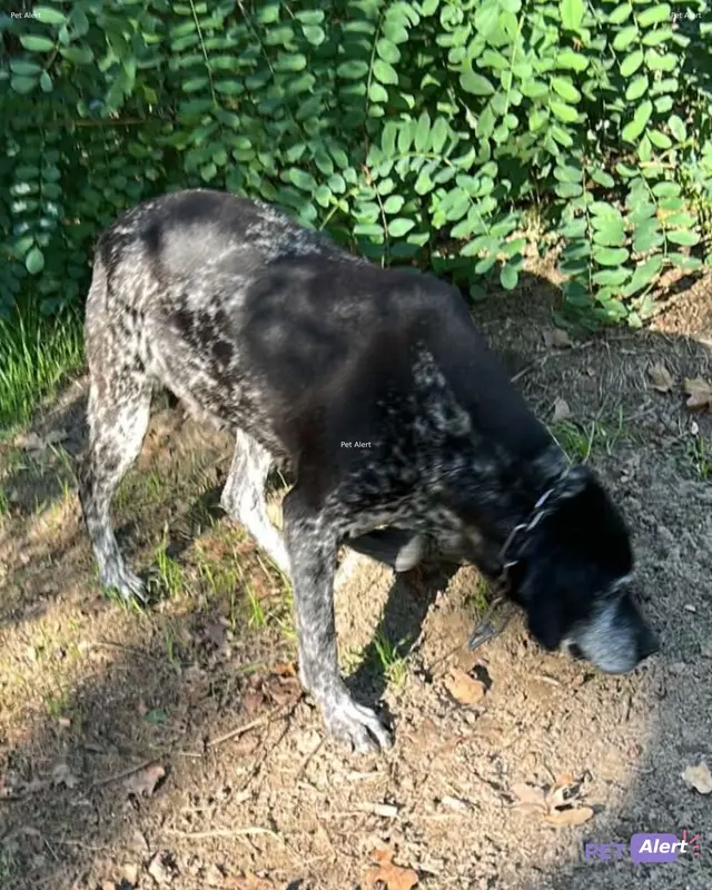 Chien noir, blanc
