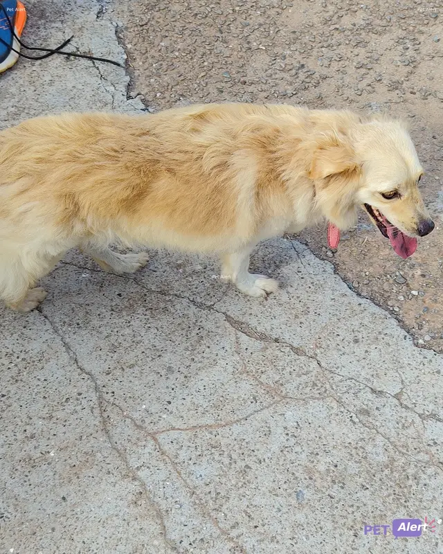 Chien beige