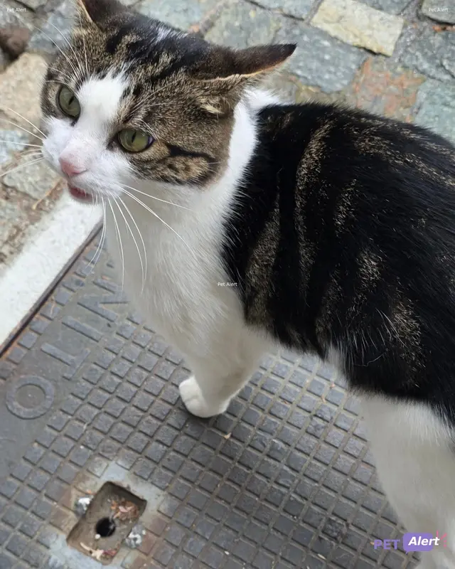 Chat européen