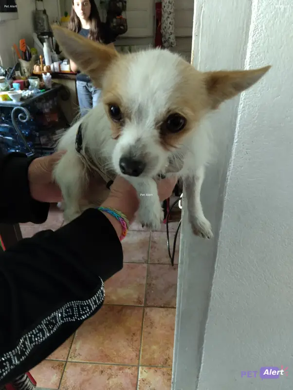 Chien roux, blanc
