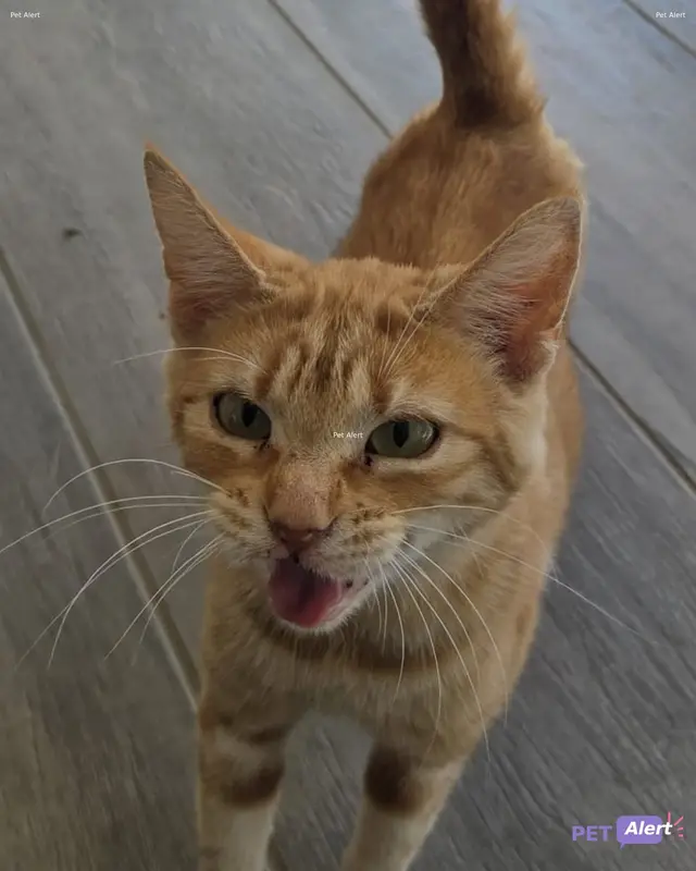 Chat roux