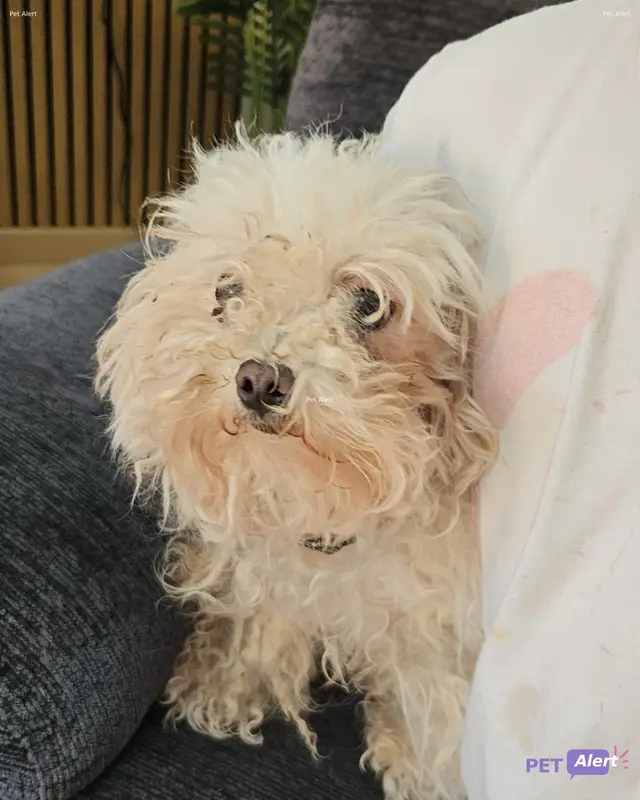 Chien bichon à poil frisé