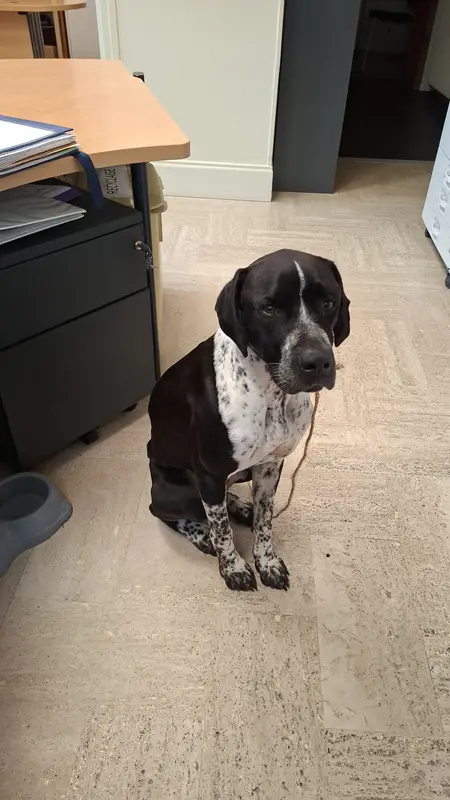 Chien pointer anglais