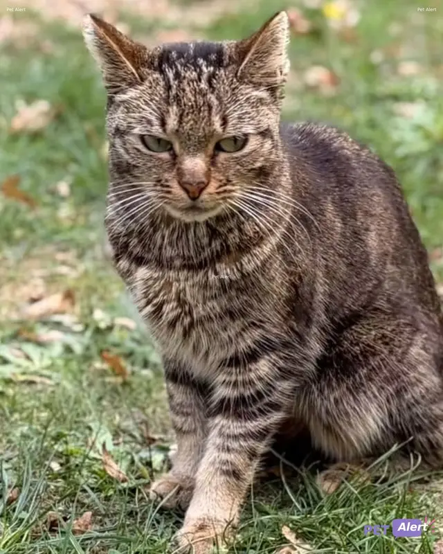 Chat gris, marron, tigré