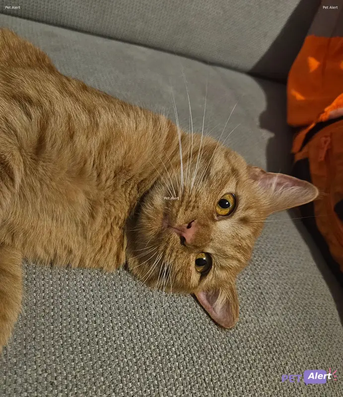 Chat roux