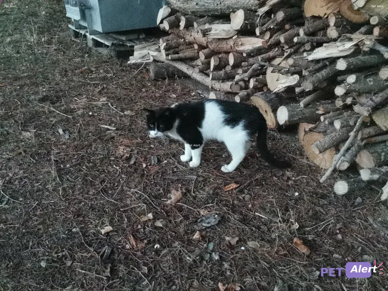 Chat européen