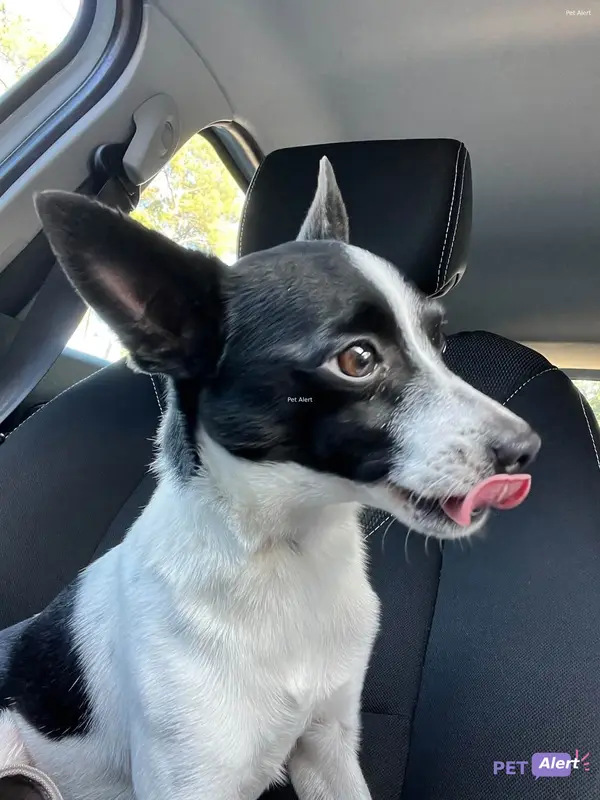 Chien noir