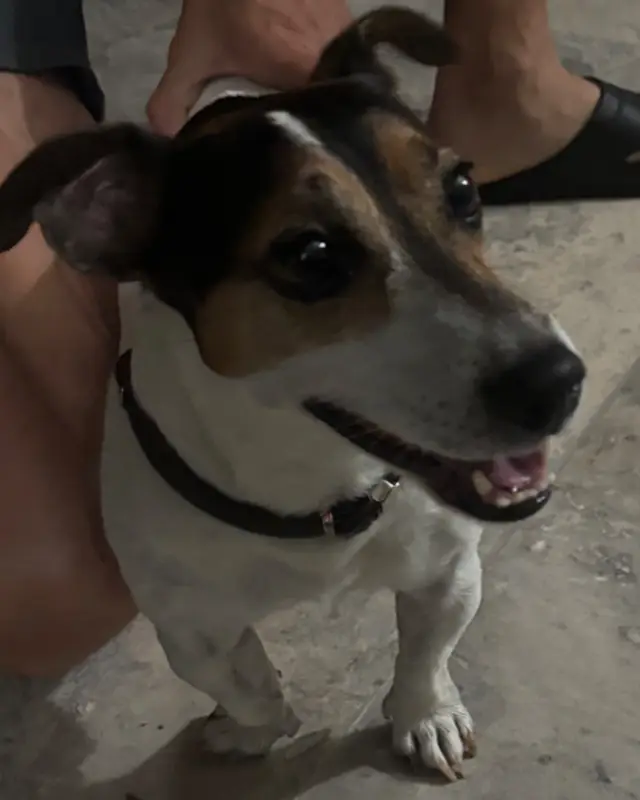 Chien jack russell