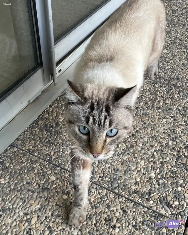 Chat blanc, blue-merle, tigré