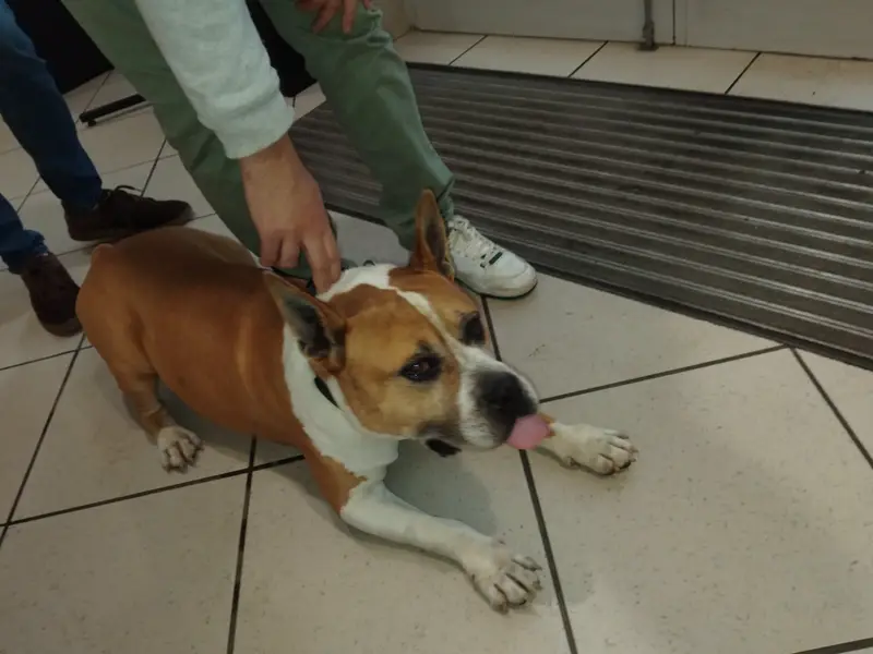 Chien staffordshire bull terrier