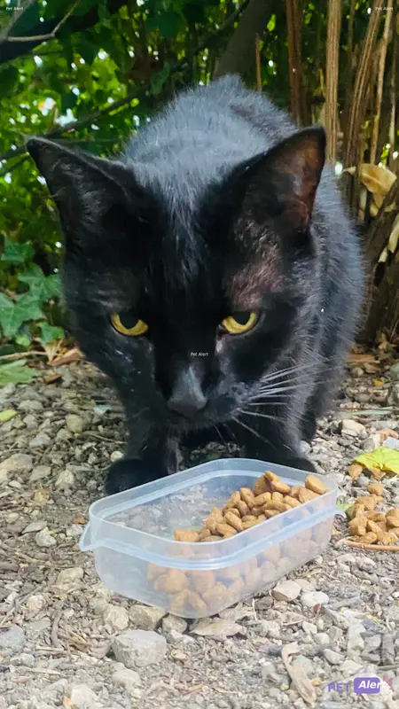 Chat noir