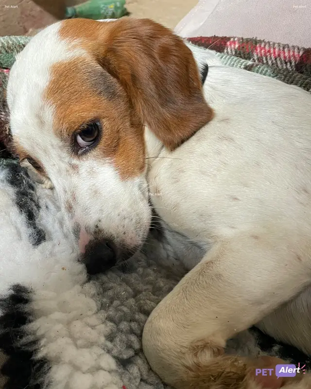 Chien blanc, marron