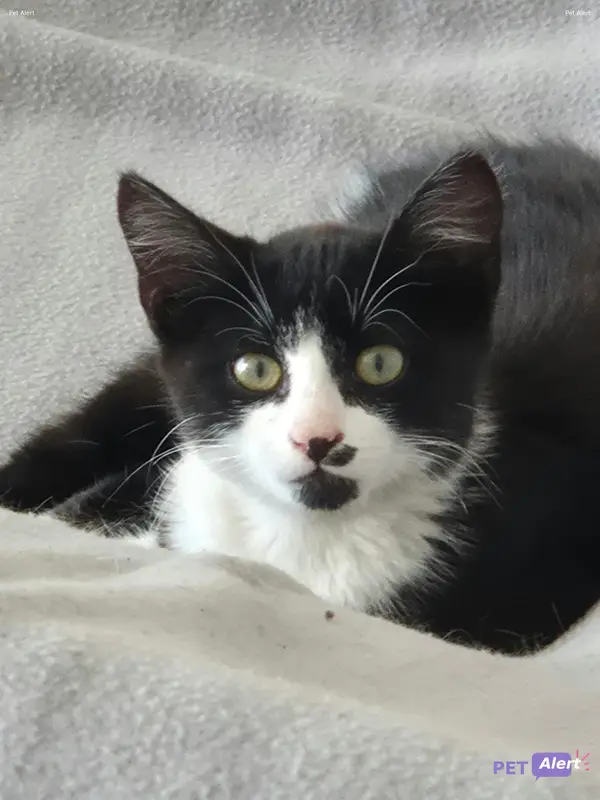 Chat noir, blanc