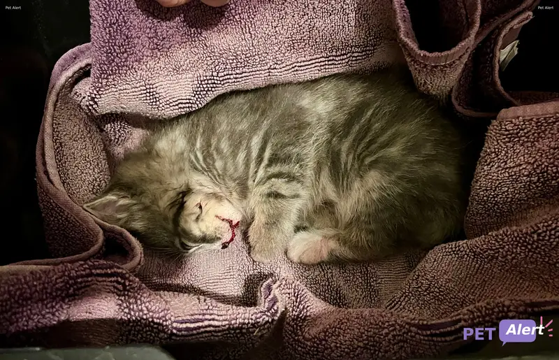 Chat gris