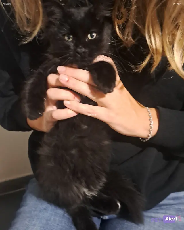 Chat noir