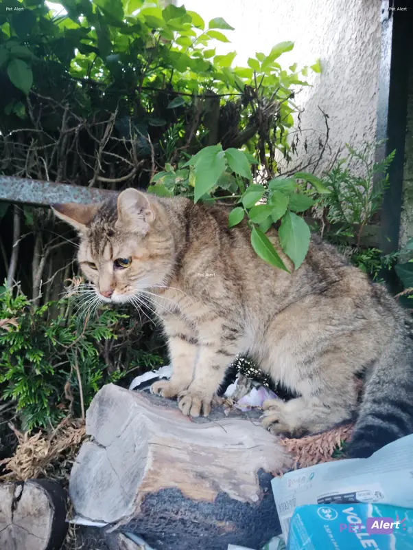 Chat européen