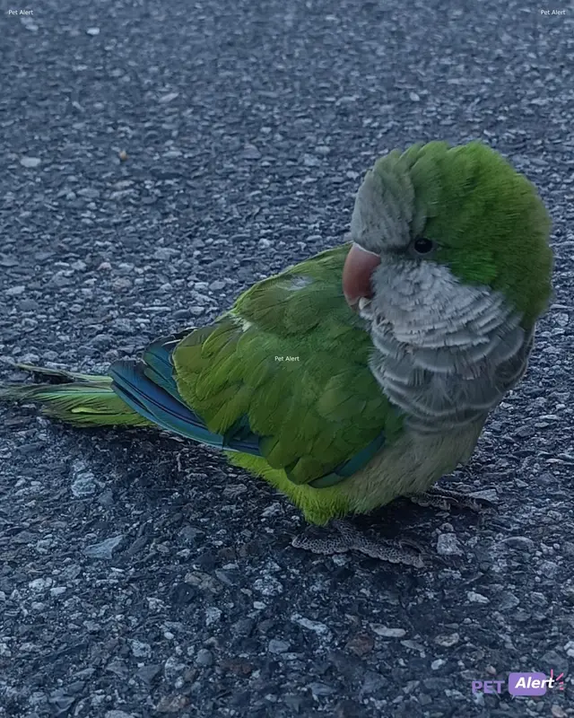 Animal conure