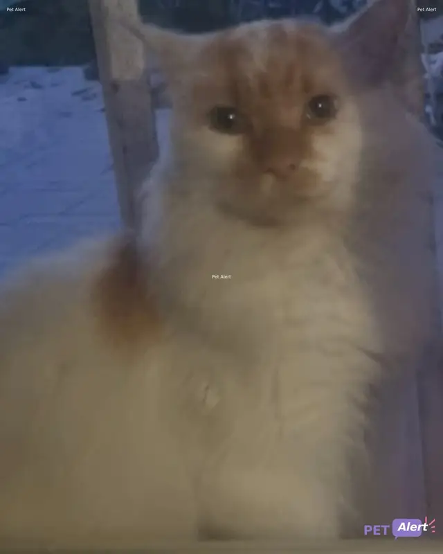 Chat européen