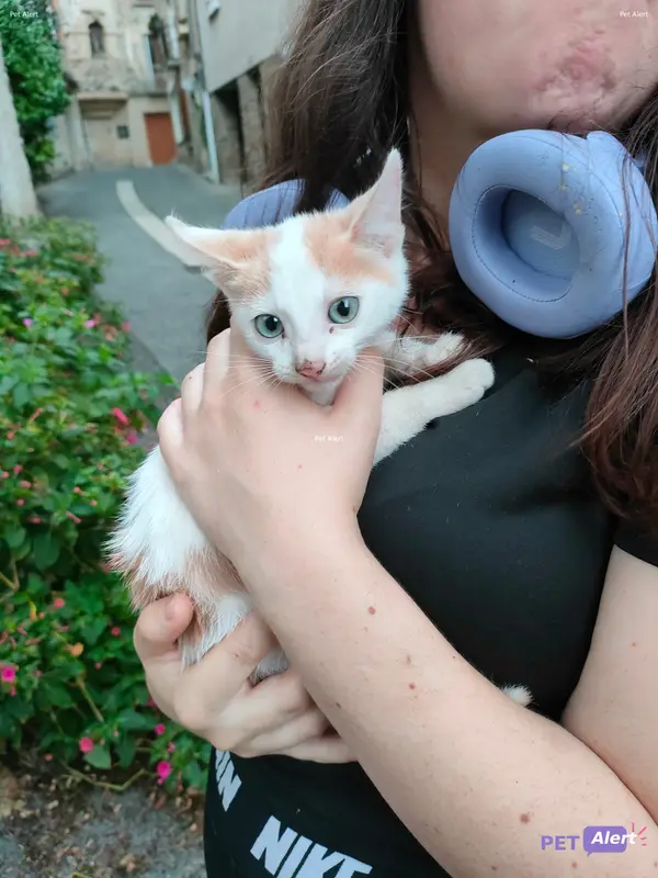 Chat beige, blanc, fauve
