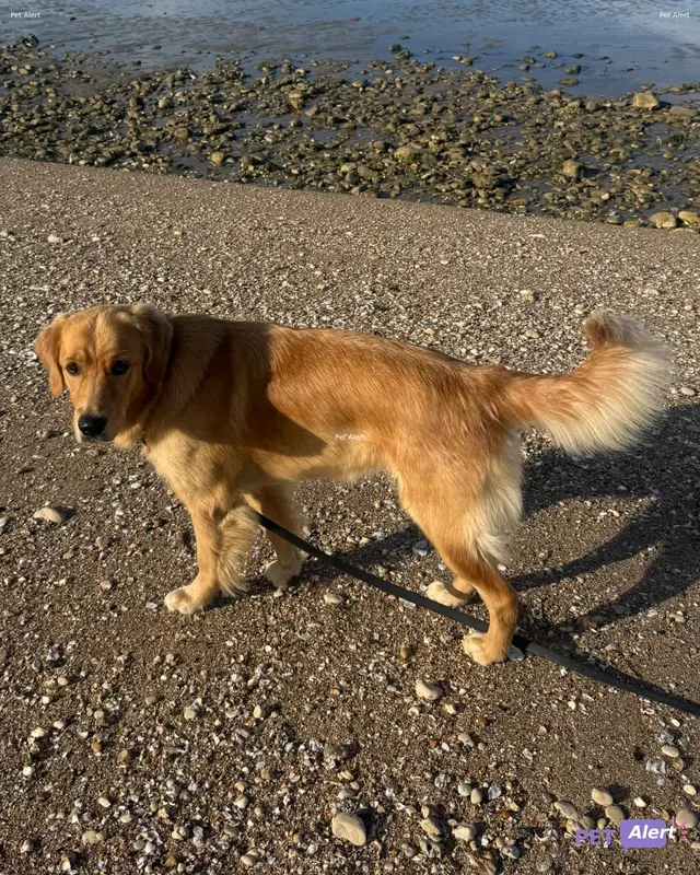 Chien golden retriever · Guinness