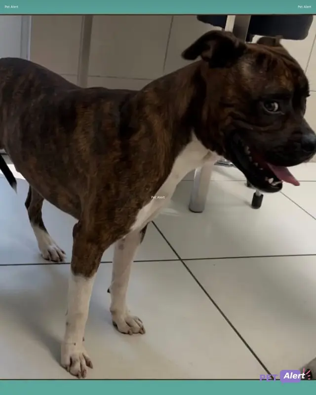 Chien x boxer