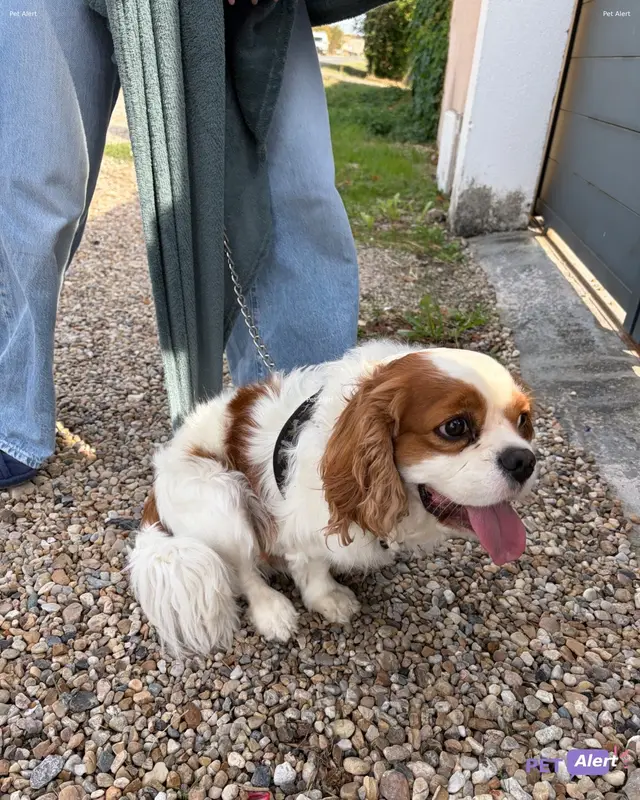 Chien cavalier king charles spaniel
