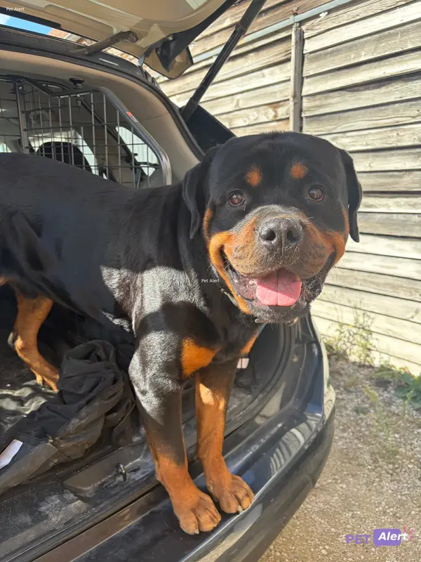 Chien rottweiler