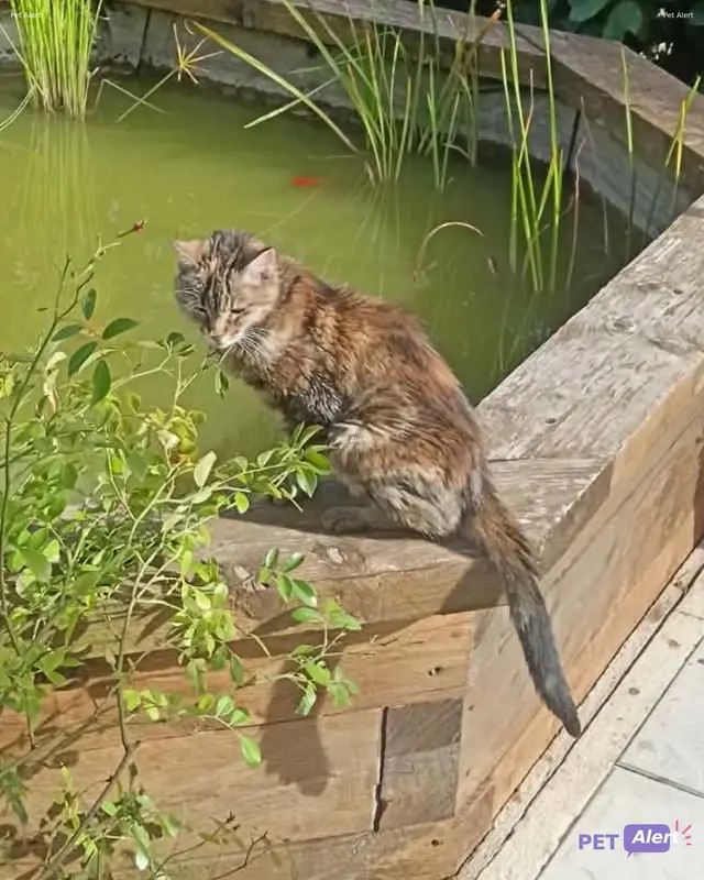 Chat tigré