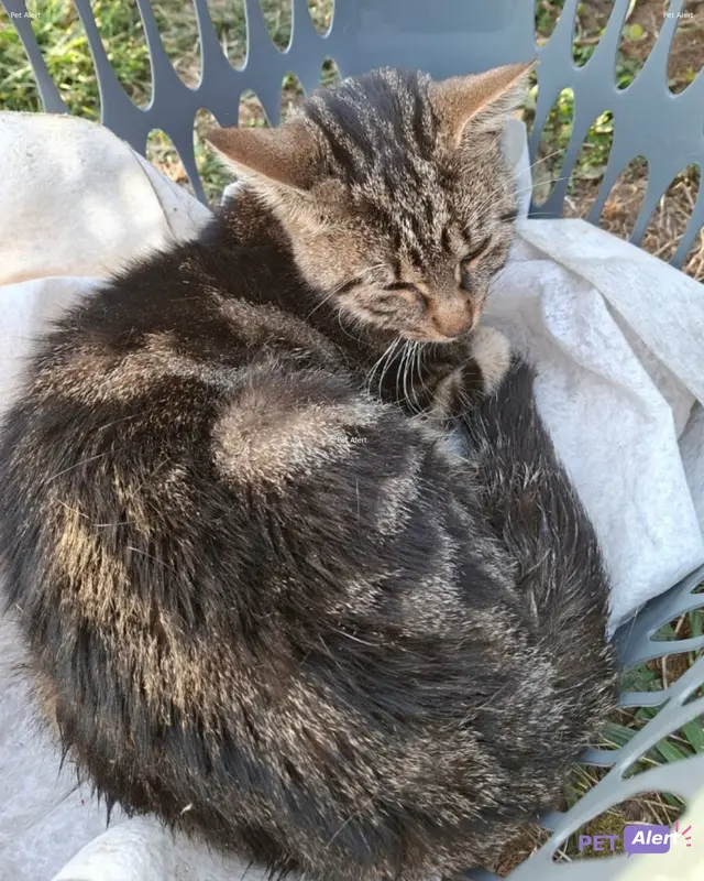 Chat marron, beige