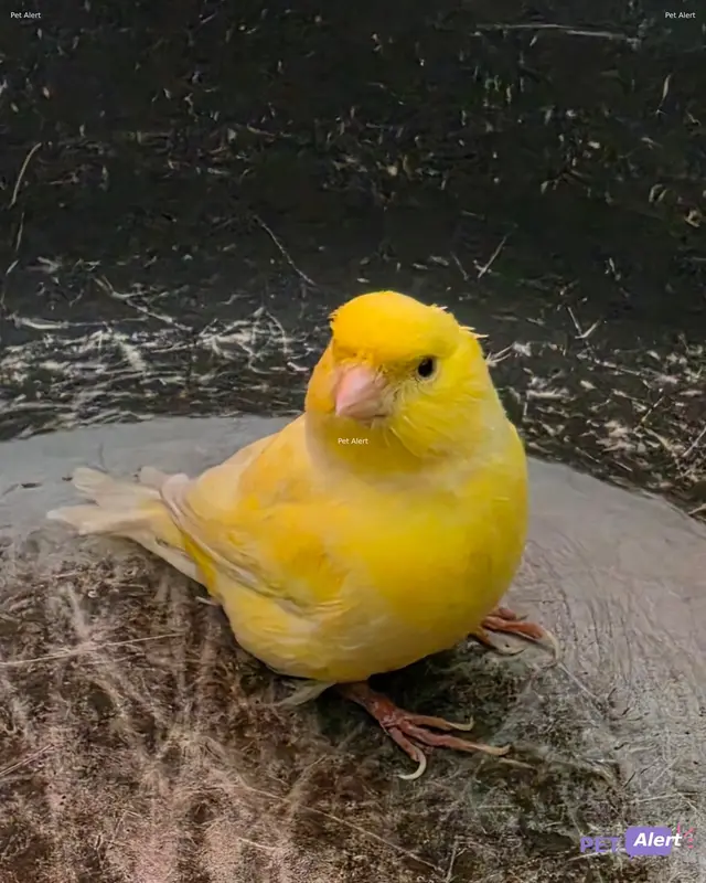 Animal canary