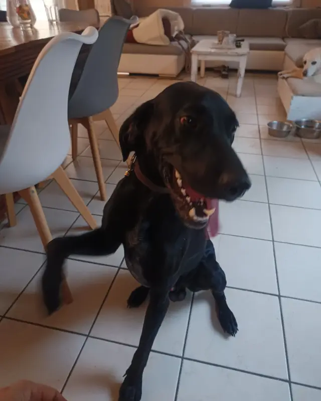 Chien noir