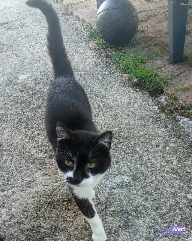 Chat noir, blanc