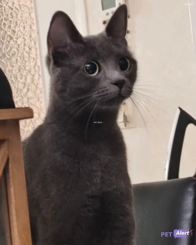 Chat