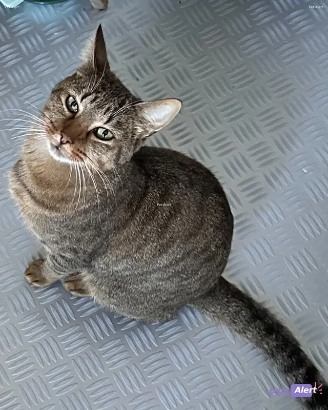 Chat européen · Ziggy