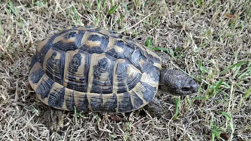 Animal turtle