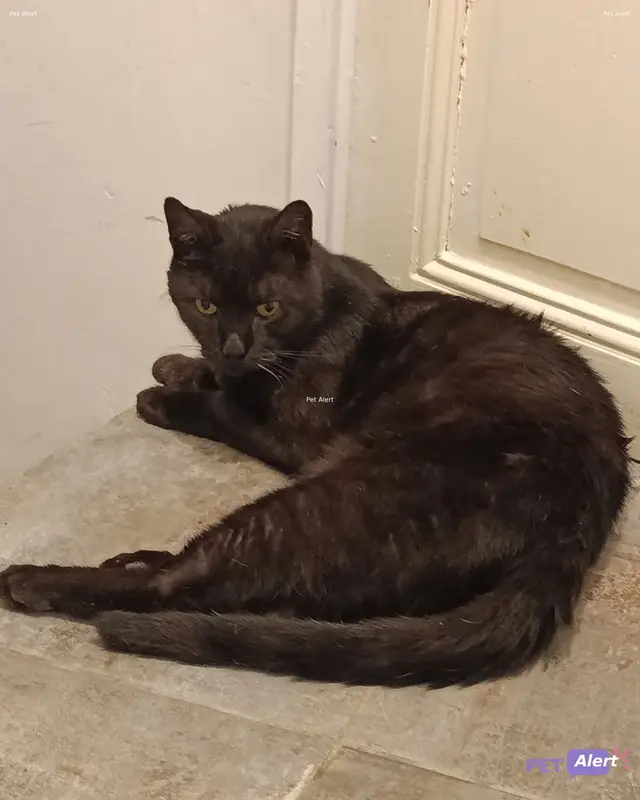 Chat européen