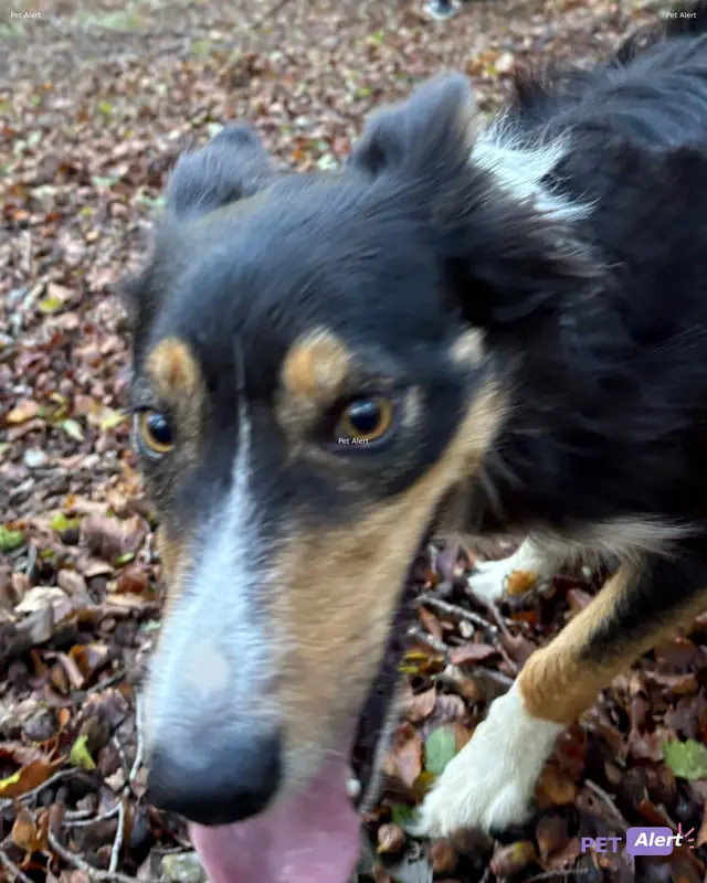 Chien border collie