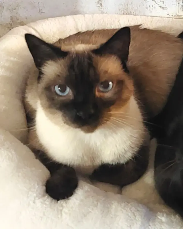 Chat siamois · Blue